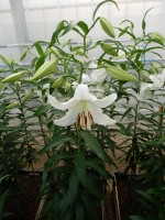 [4235 Casa Blanca TYS No01.JPG]